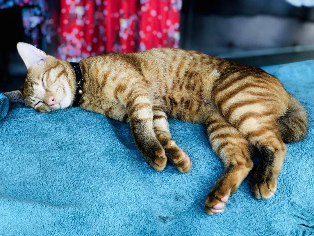 出不了门的心情,出不了门的日子让人心绪难平