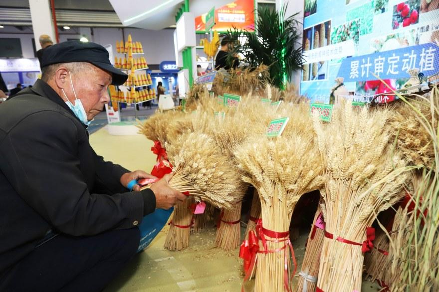淘宝农业春耕活动,淘宝农科院种子