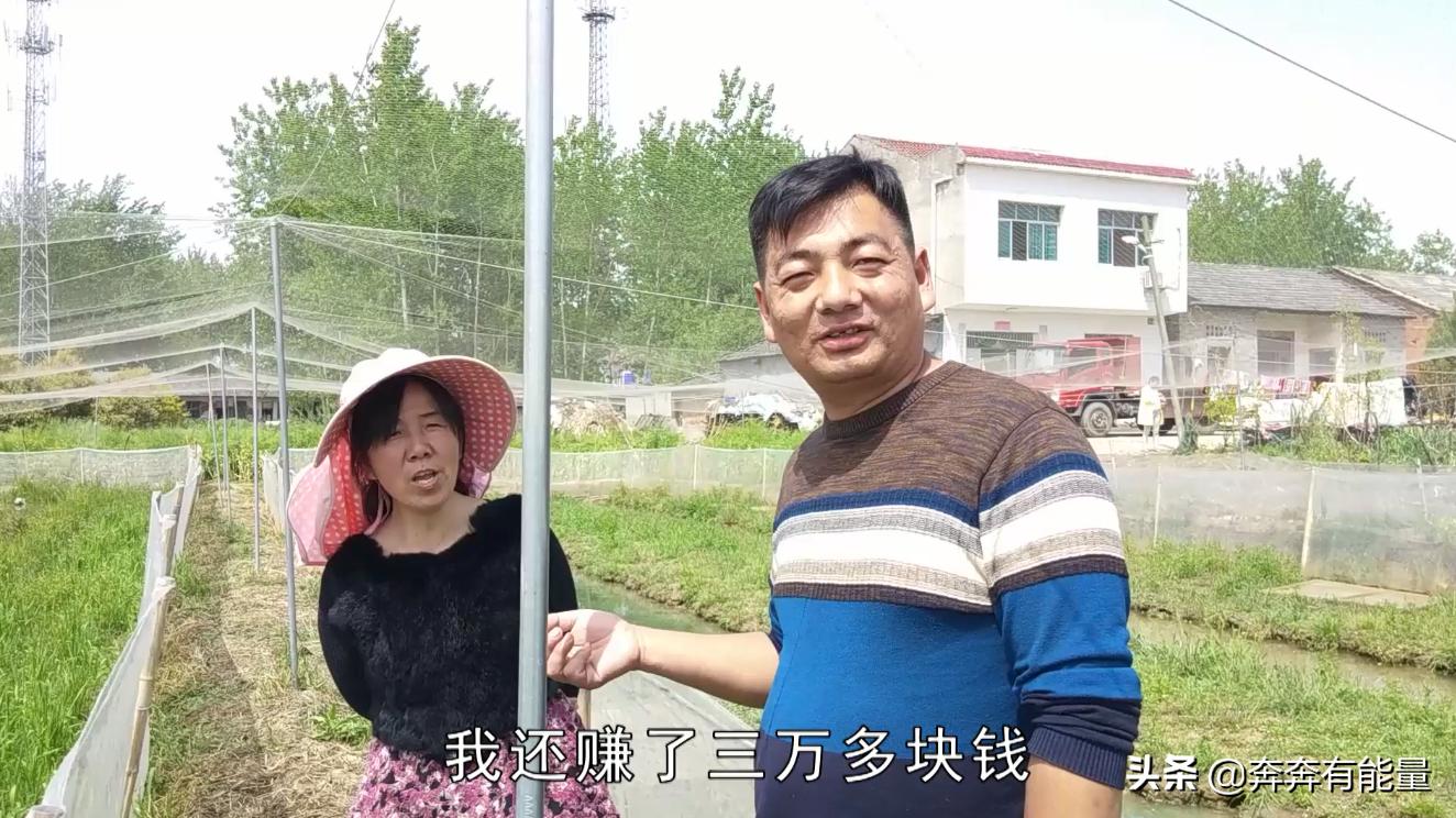 池子水浑浊，15天了蝌蚪还长不大，谁在捣乱？青蛙到了养殖关键期