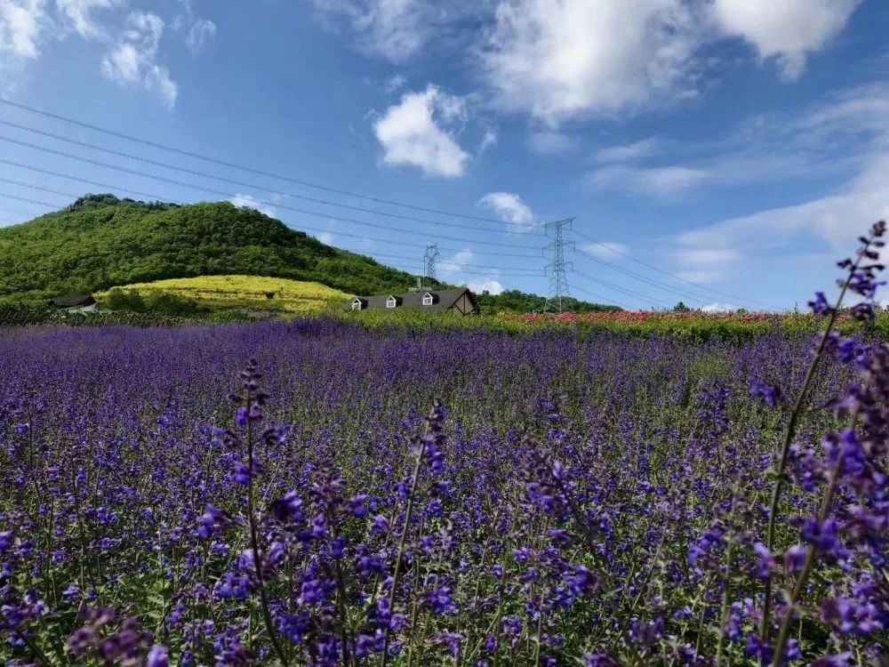 元宵节免费景点,神兽放假旅游