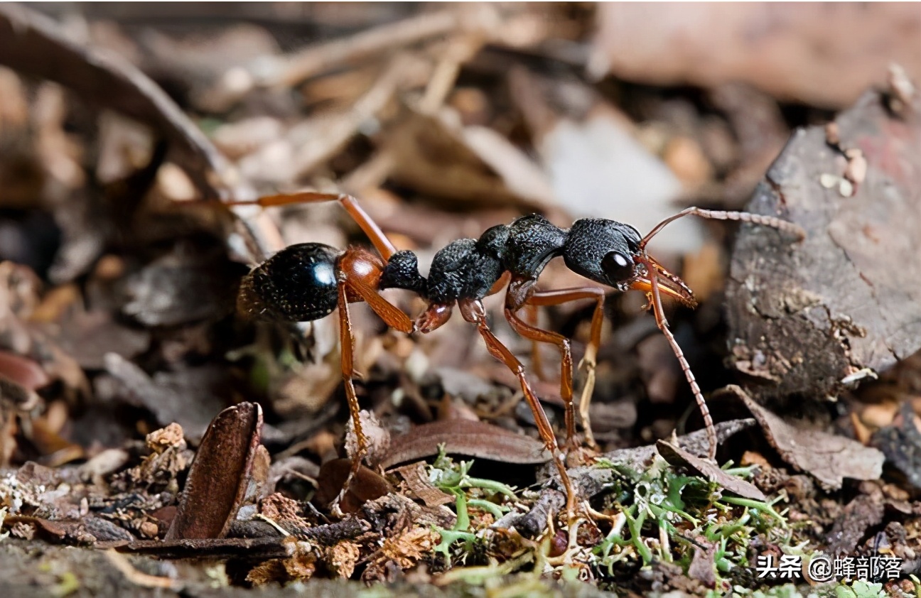 蜂箱有守卫蜂好吗,蜂群没有守卫蜂