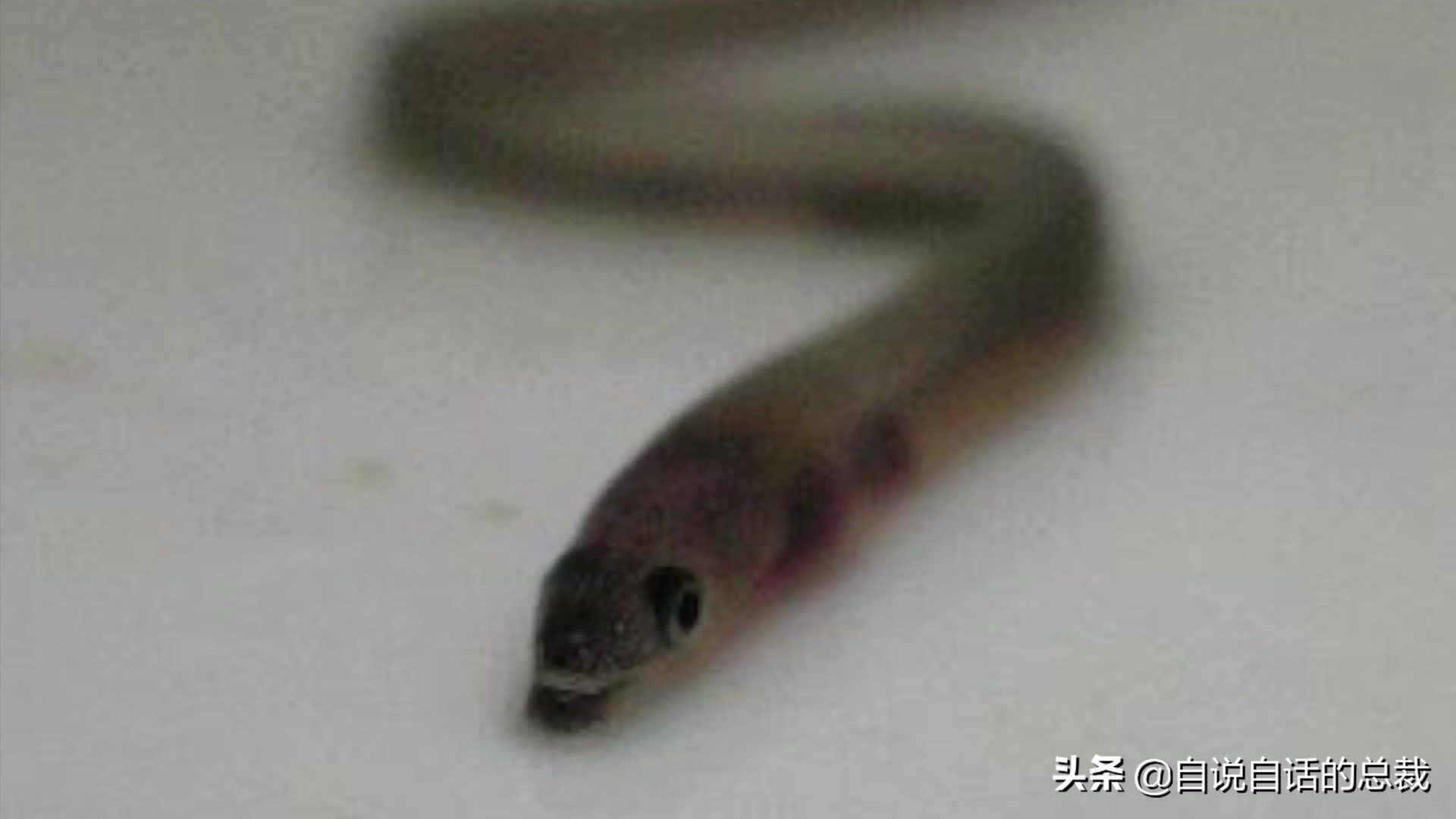 原来，你吃的鳗鱼，每一只都见过海底深渊的秘密｜自说自话的总裁