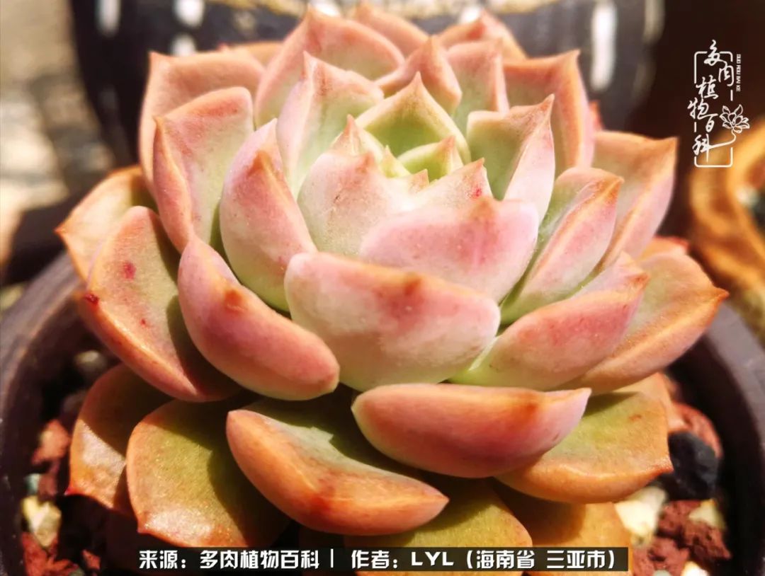 开挂区养多肉,非开挂区怎么把多肉养出状态