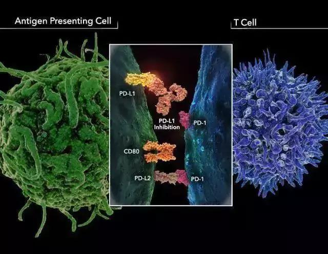 无进展生存期延长11个月的肺癌新药——Durvalumab,免费用!
