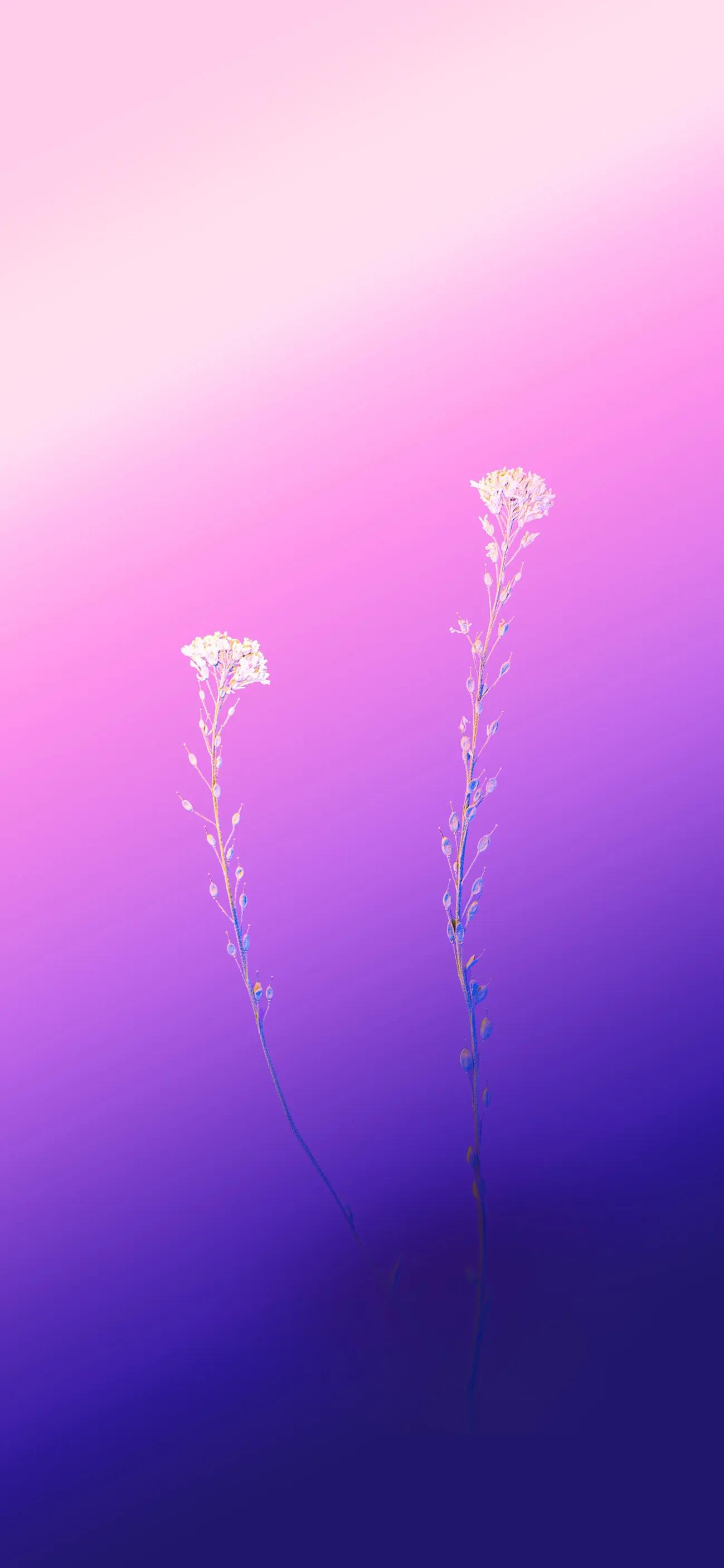 超清全面屏手机壁纸高清大图,一帆风顺壁纸手机超清全面屏