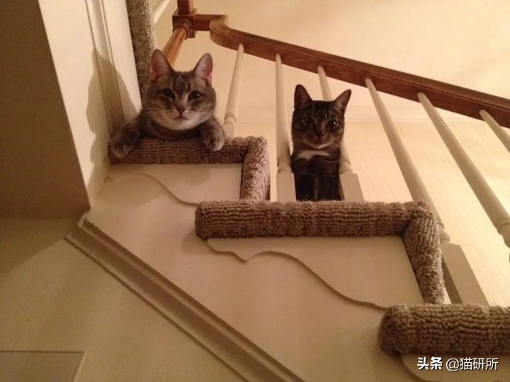 为什么猫咪那么傲娇还有人喜欢,猫咪这么可爱怎么有人舍得伤害