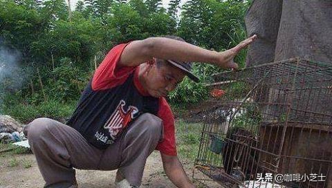 猫屎咖啡给麝香猫带来灭顶之灾,养猫屎咖啡成本