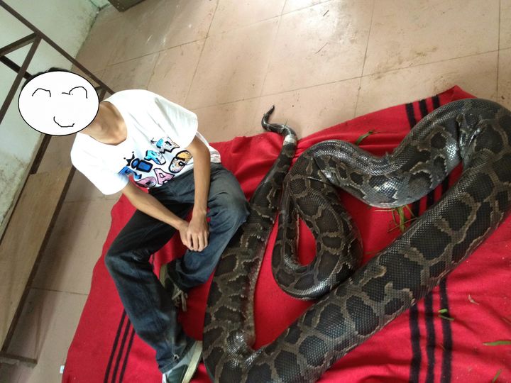 40斤大蟒蛇潜入村民养殖场,60斤巨蟒可以吞下人吗