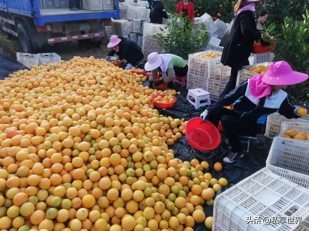 现在哪里的橙子最好吃,全国哪些地方的橙子好吃水分多