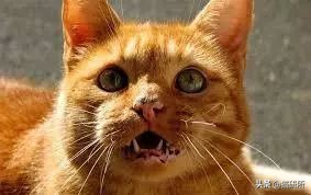 猫咪身上有小黑点怎么回事,猫咪毛里面有很小的小黑点是什么