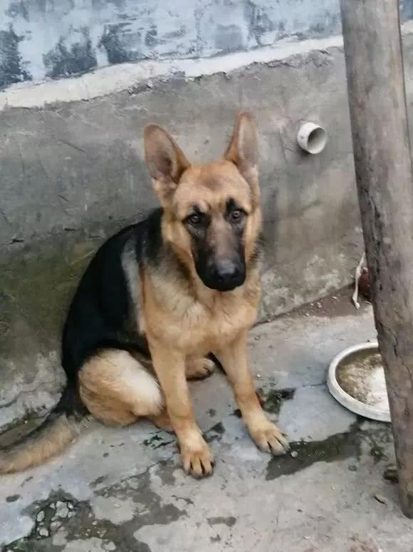 三个月大的德牧可以喝水,德牧喝水喂自来水吗