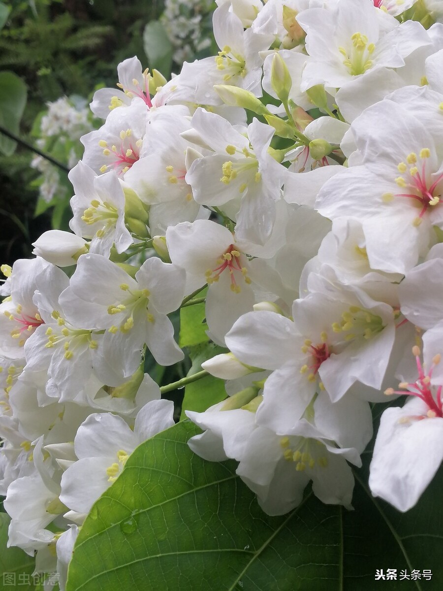 油桐花开时,四月又到油桐花开时