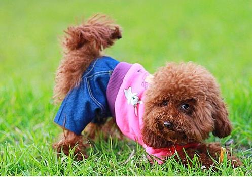 养泰迪对身体的好处,养泰迪的好处和坏处