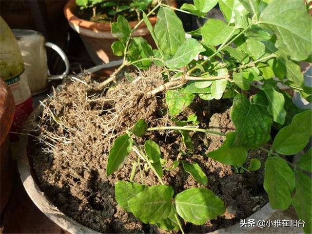 茉莉对肥水的要求,给茉莉上肥多久一次