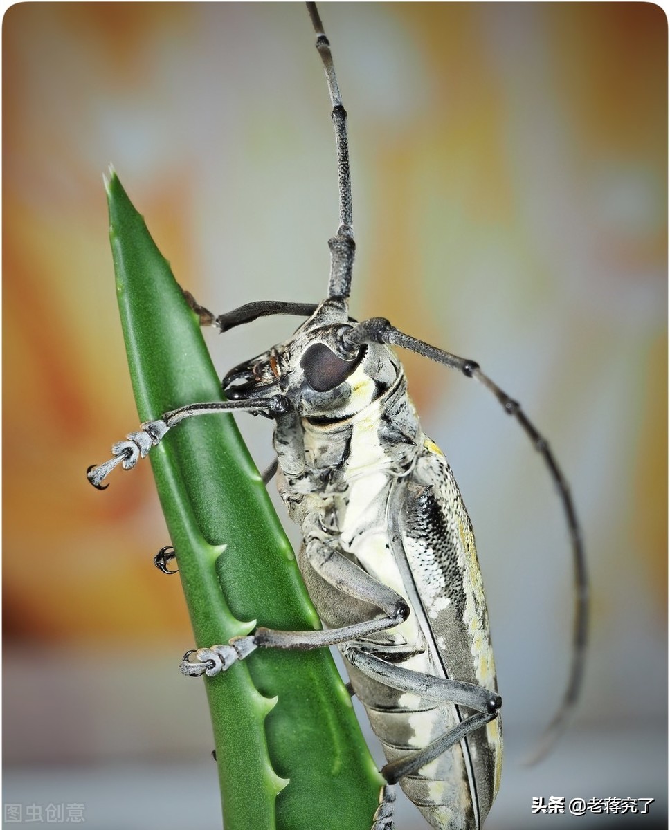 童年里的玩虫记忆2：看过天牛“钓鱼”比赛吗？