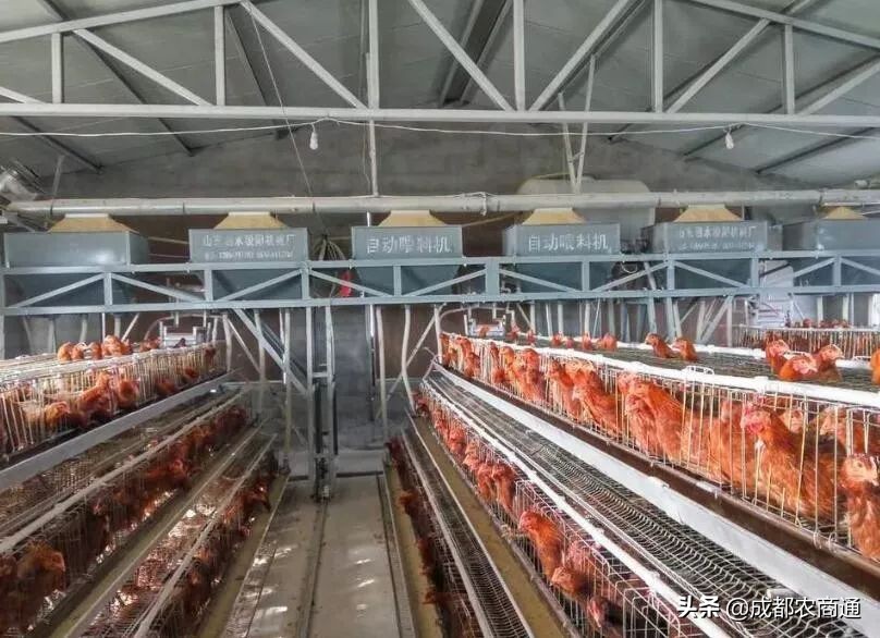 一只鸡一年能挣多少钱,一只鸡一年下蛋能赚多少钱