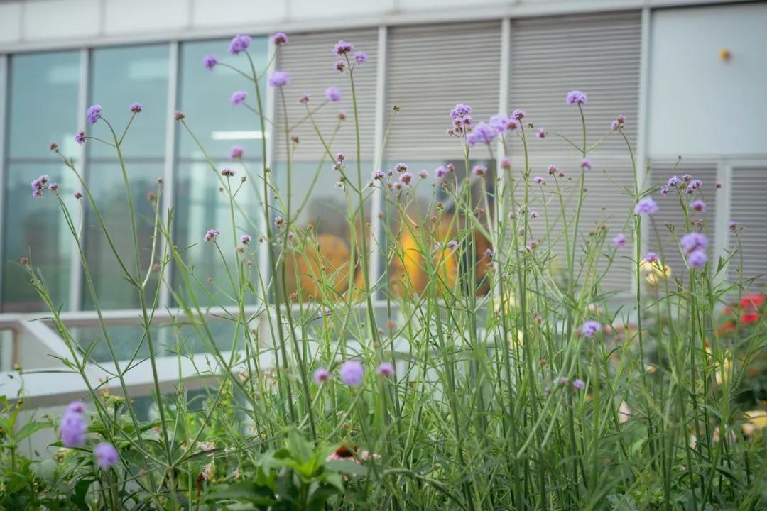 “小神兽”专属！“五五购物节”×“六一”的N种打开方式，你中意哪一种？