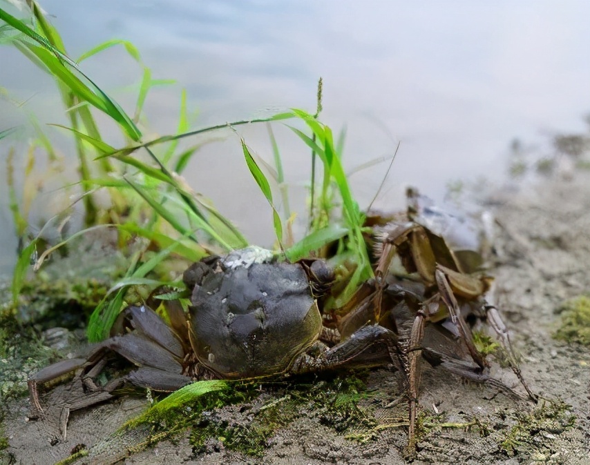 蟹苗夹草怎么回事,蟹夹草是什么原因引起的