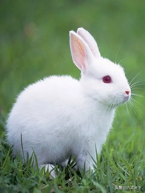 家兔冬养冬繁技术,养兔怎样挑种兔