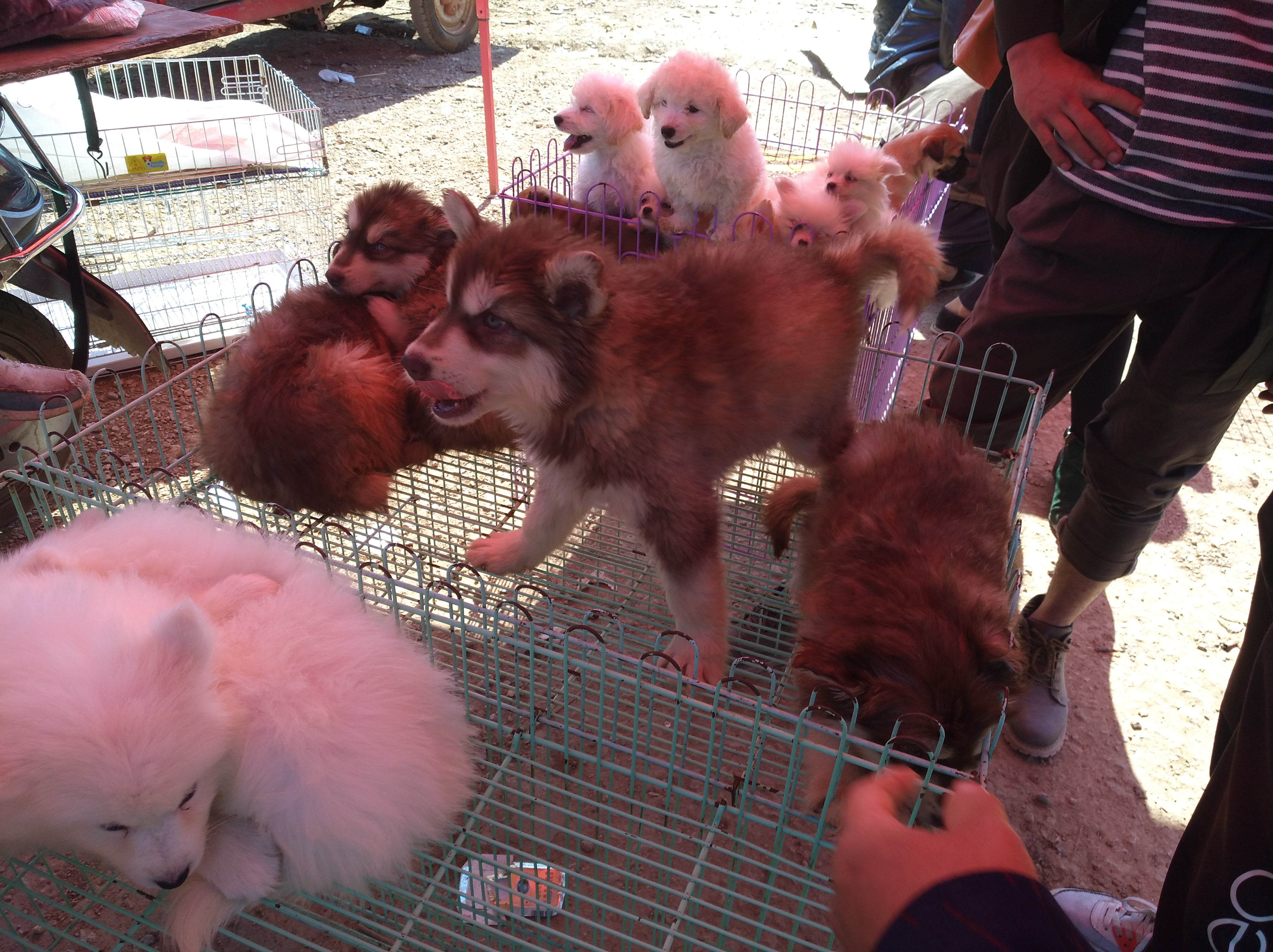 选择正规宠物托运公司,在网上买宠物狗测评可靠吗