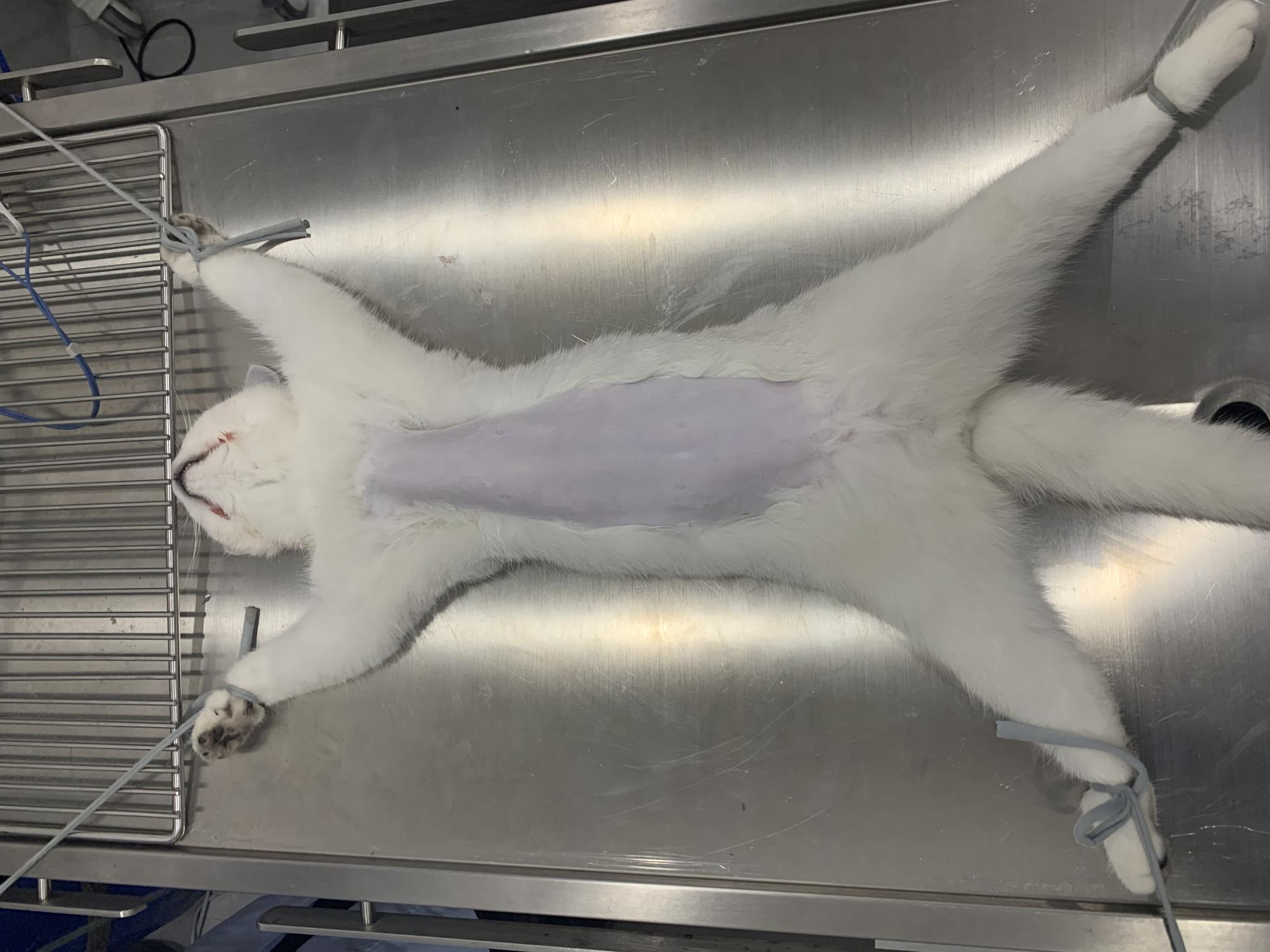 猫从多少层楼掉下来没事,猫掉下24楼生存率多高