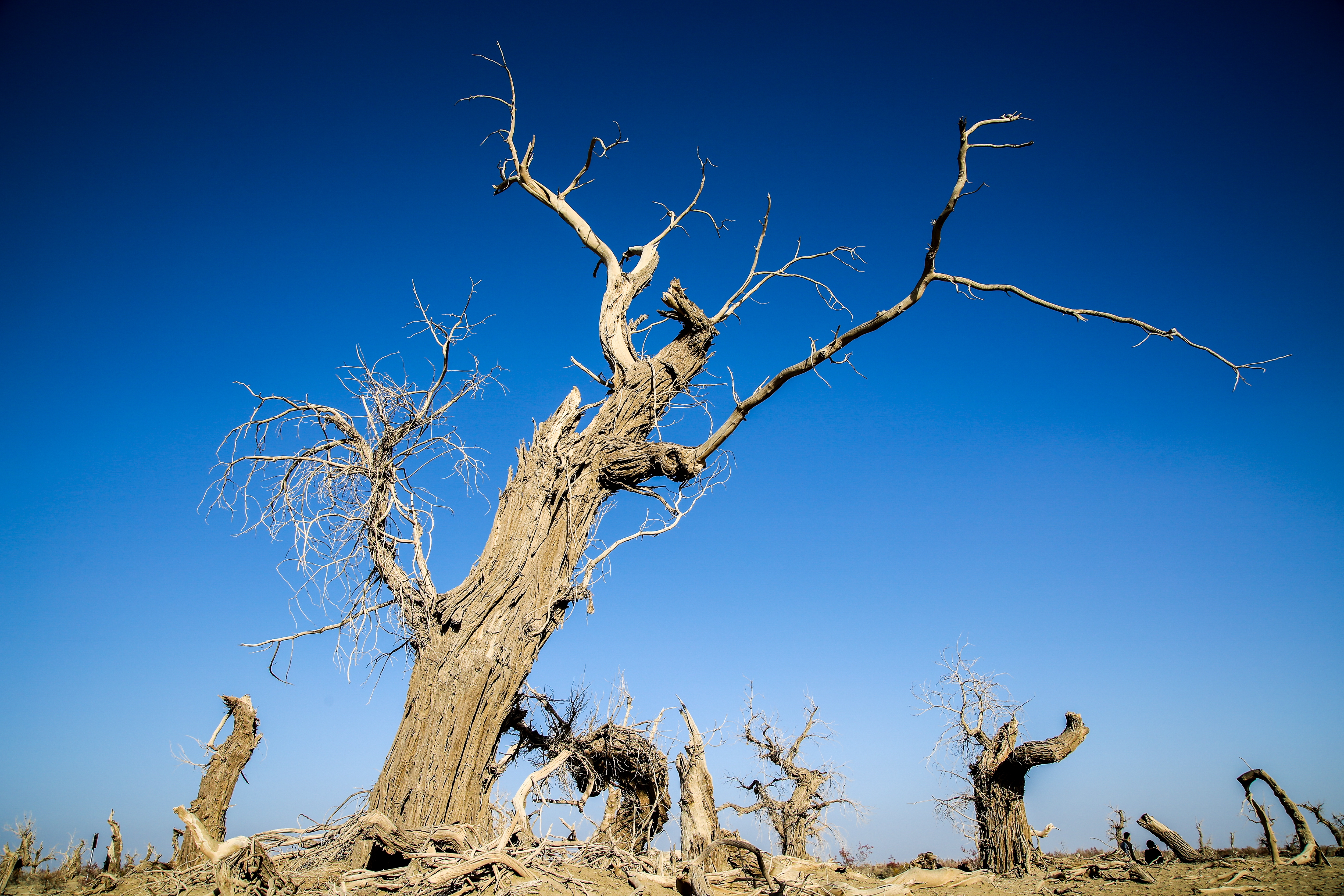 沙雅冬天的胡杨,沙雅胡杨秋天
