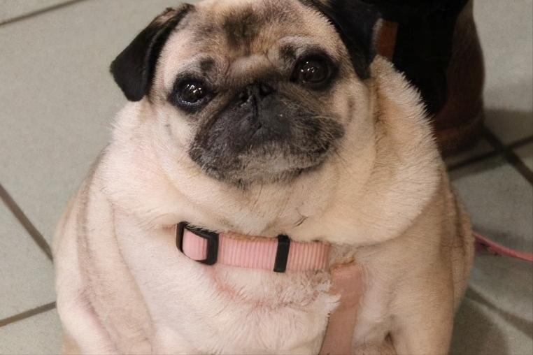 狗狗长期过量运动的危害,狗狗喂食的十大禁忌