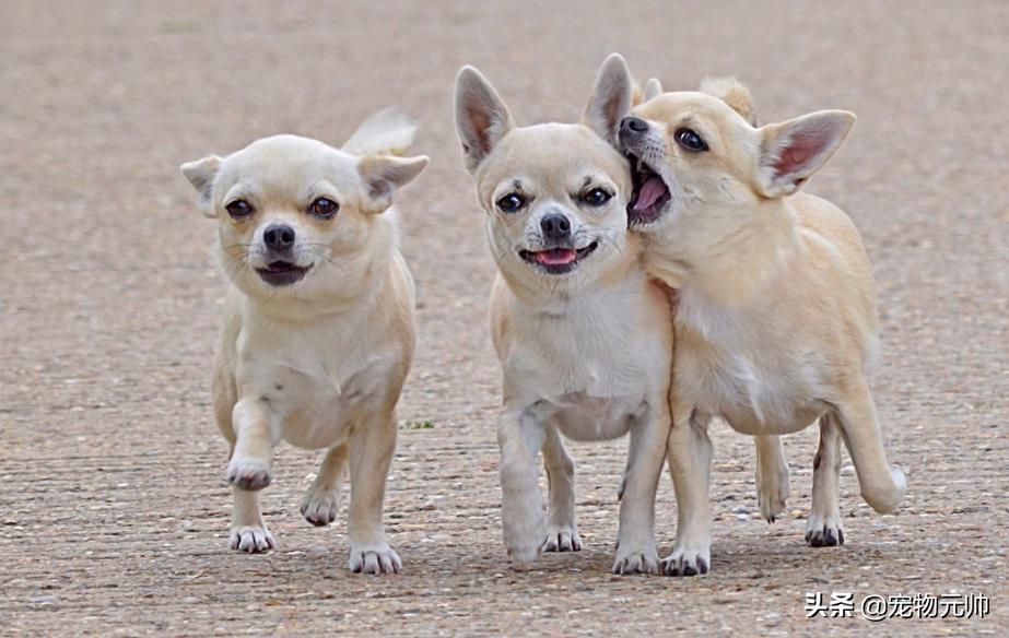 可爱的小型犬,可爱好养的小型犬