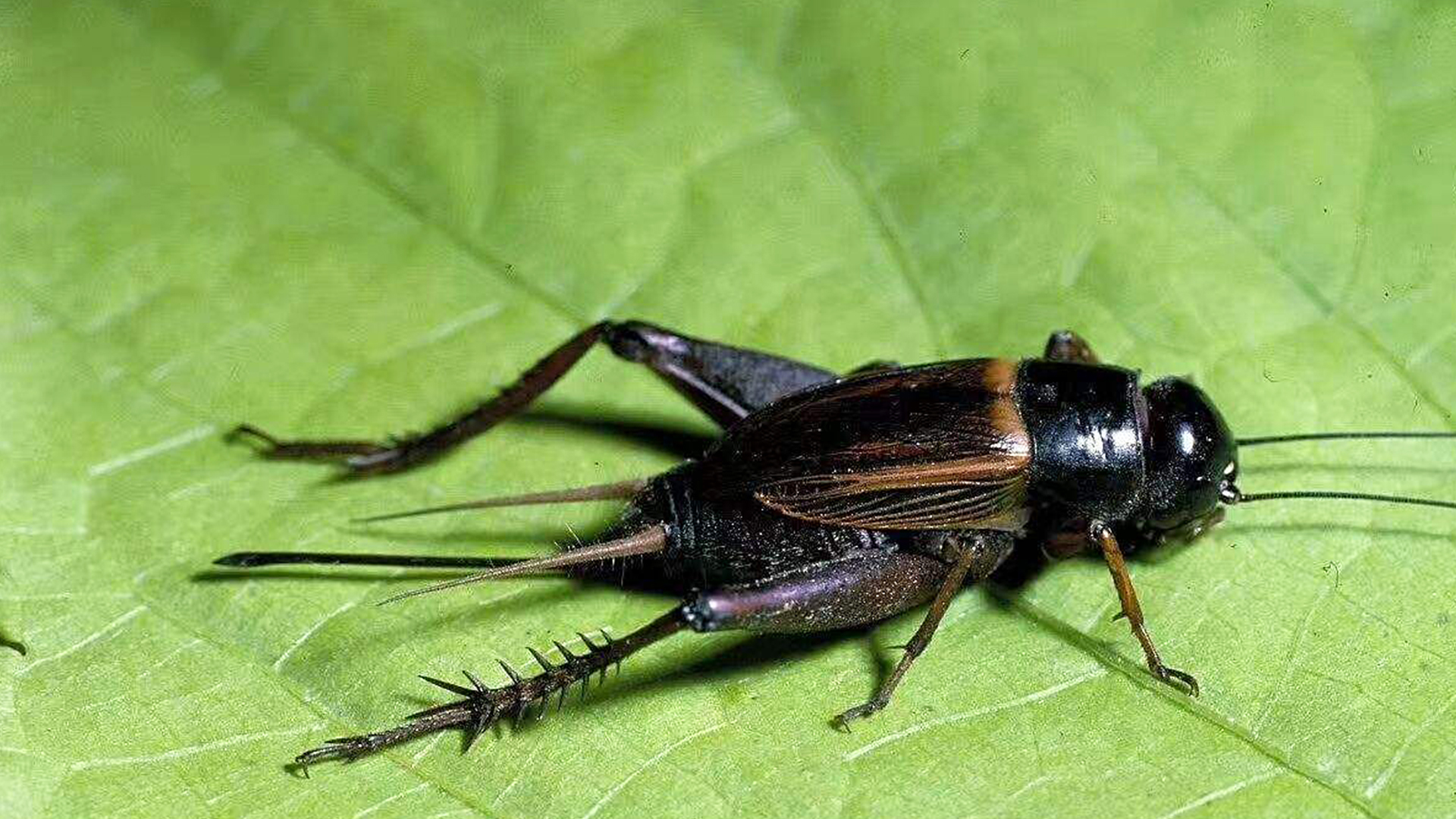 蜗牛智商高的动物,盘点动物世界最慢的动物蜗牛