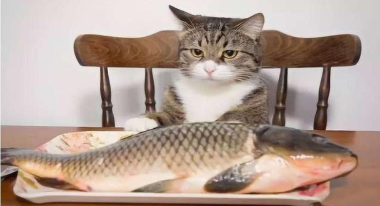 猫咪第一次单独在家是什么样的,猫咪自己在家的时候一般在干什么