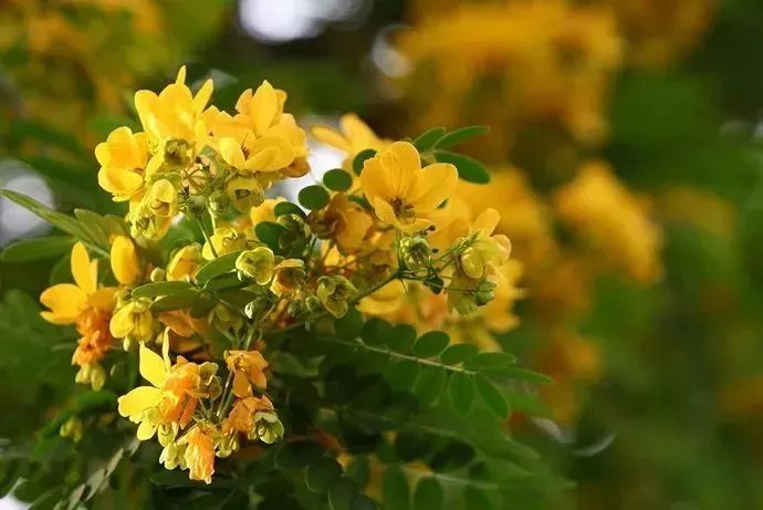 看到花的时候,不知是什么花?那就收下这份百花图谱