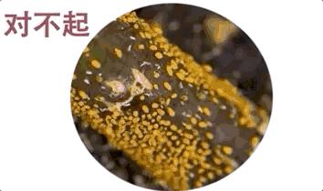 澳洲最新入境新规定官宣,澳洲入境被遣返流程