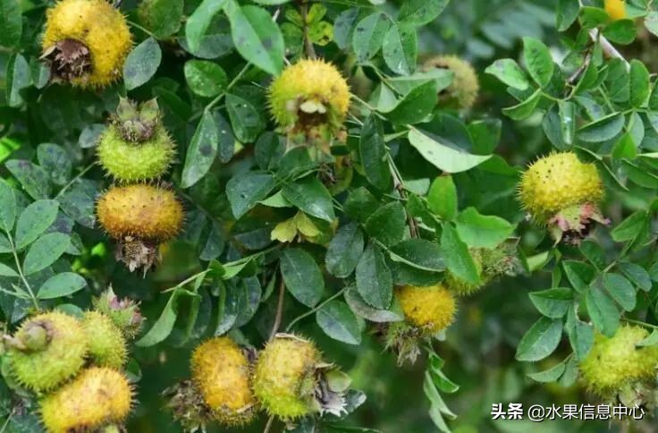 国内好吃的热带水果有哪些,小众水果推荐