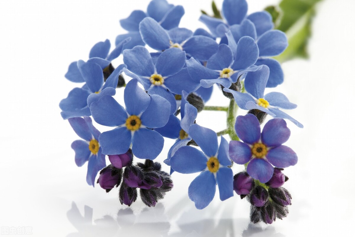 什么花的花语是重新开始,十朵花的花语是什么意思