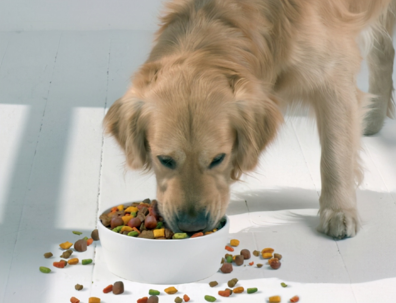 怎样选一款好的狗粮,怎样选一款好狗粮