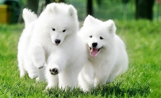 怎么养好一只萨摩耶新手,熊版萨摩耶适合新手养吗