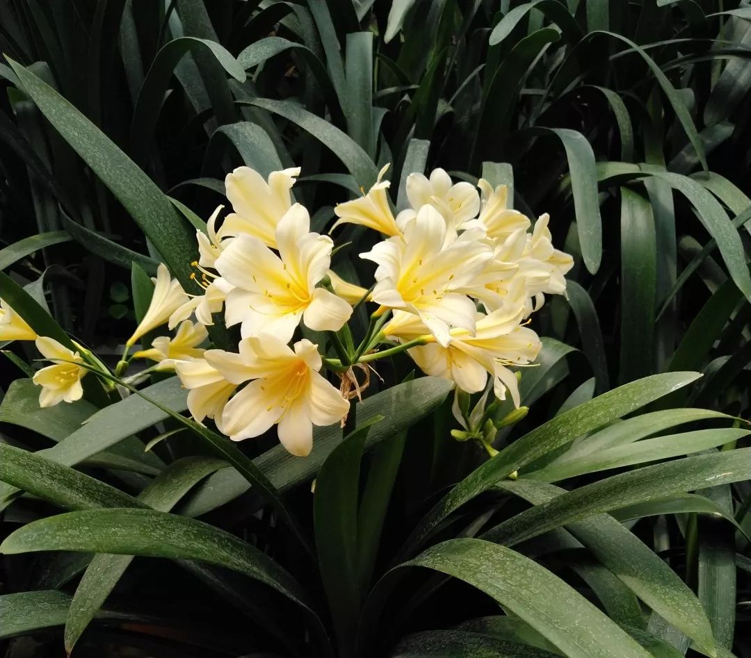 石蒜属常见观赏植物有哪些品种,石蒜科花朵的特点