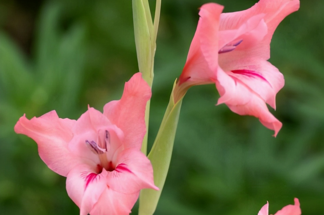 中国星座花语是什么,十二月的星座花语