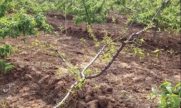 桃树叶片发黄常见原因及解决措施