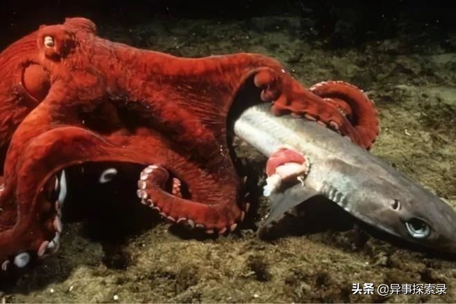 史前深海十大恐怖生物,深海底下的恐怖生物