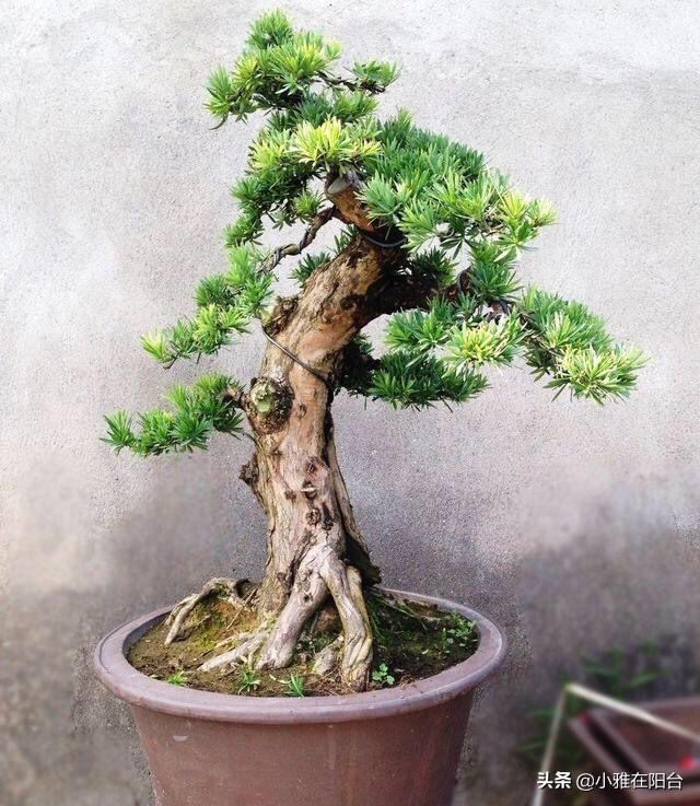 罗汉松枝条干枯黄叶怎么处理,罗汉松叶子干尖怎么补救