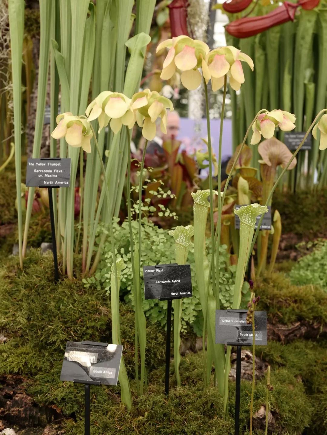 建一座完全不打药的生态花园，所有生命在这里和谐共处，值得收藏