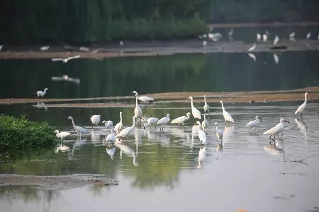 央视新闻直播珠江三角洲水资源,央视直播西安奥体中心