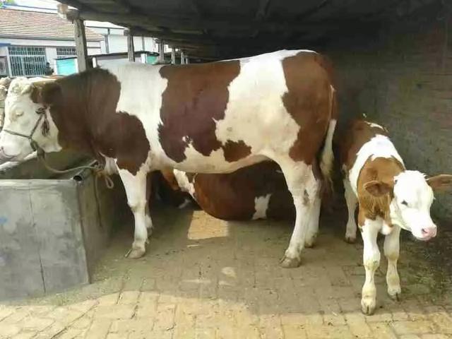 肉牛前胃弛缓不反刍,肉牛不吃食的原因及治疗方法