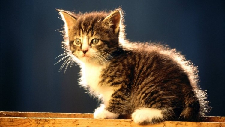 如何向猫咪表达爱意,如何向猫咪表达友善的叫声