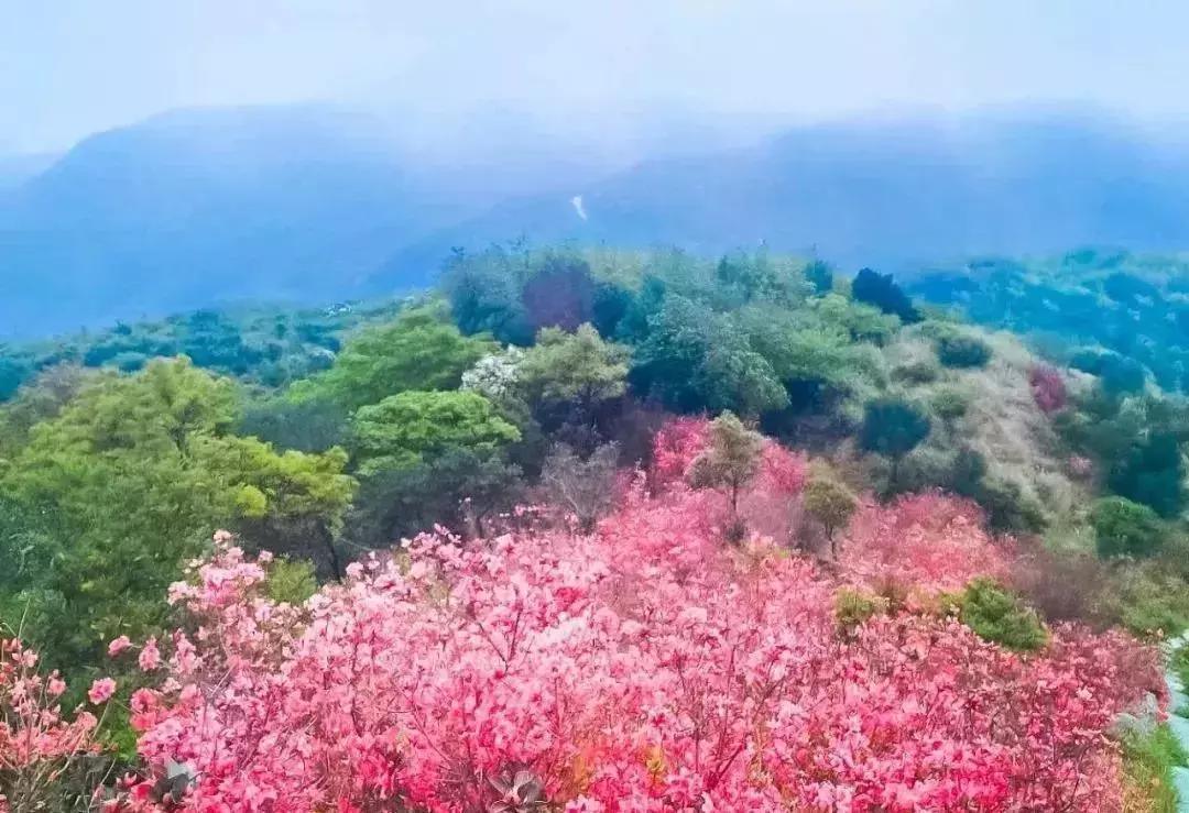 春日赏花深圳,深圳春游赏花