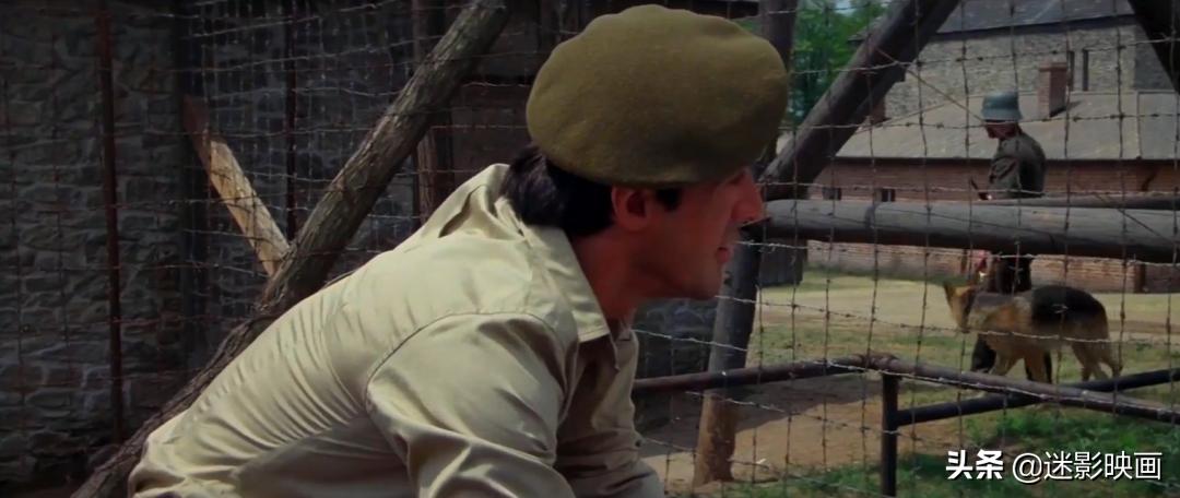 贝利史泰龙主演的电影,贝利和史泰龙合作的电影