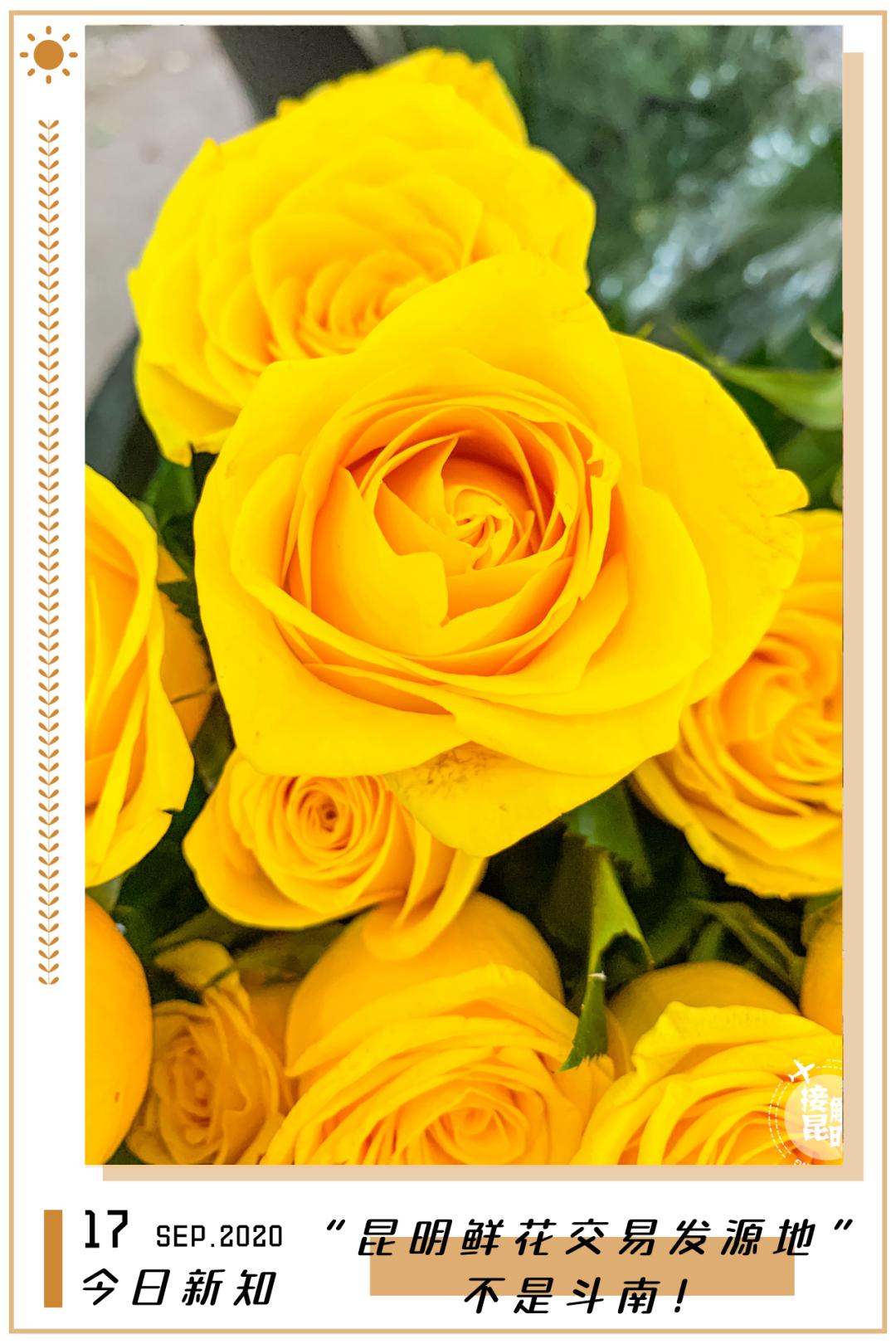 昆明鲜花进货渠道,昆明尚义花市