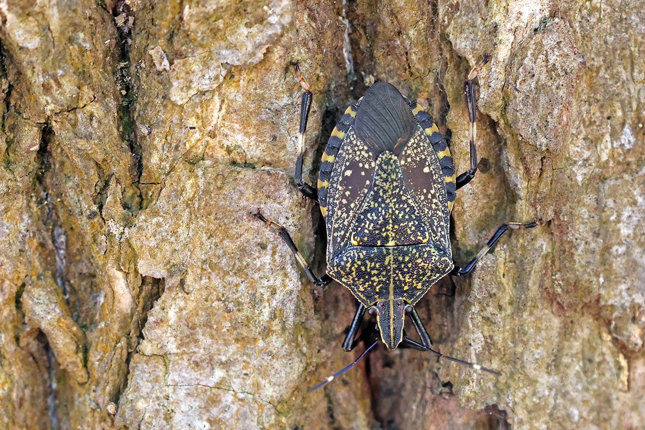 臭大姐特别多怎么回事,臭屁虫图片能吃吗
