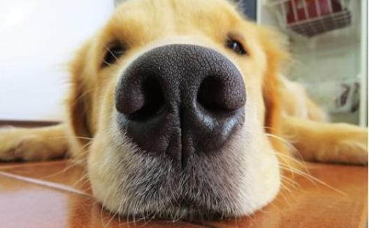 冬天到了狗狗鼻子容易干，注意了！这是狗狗生病的前兆